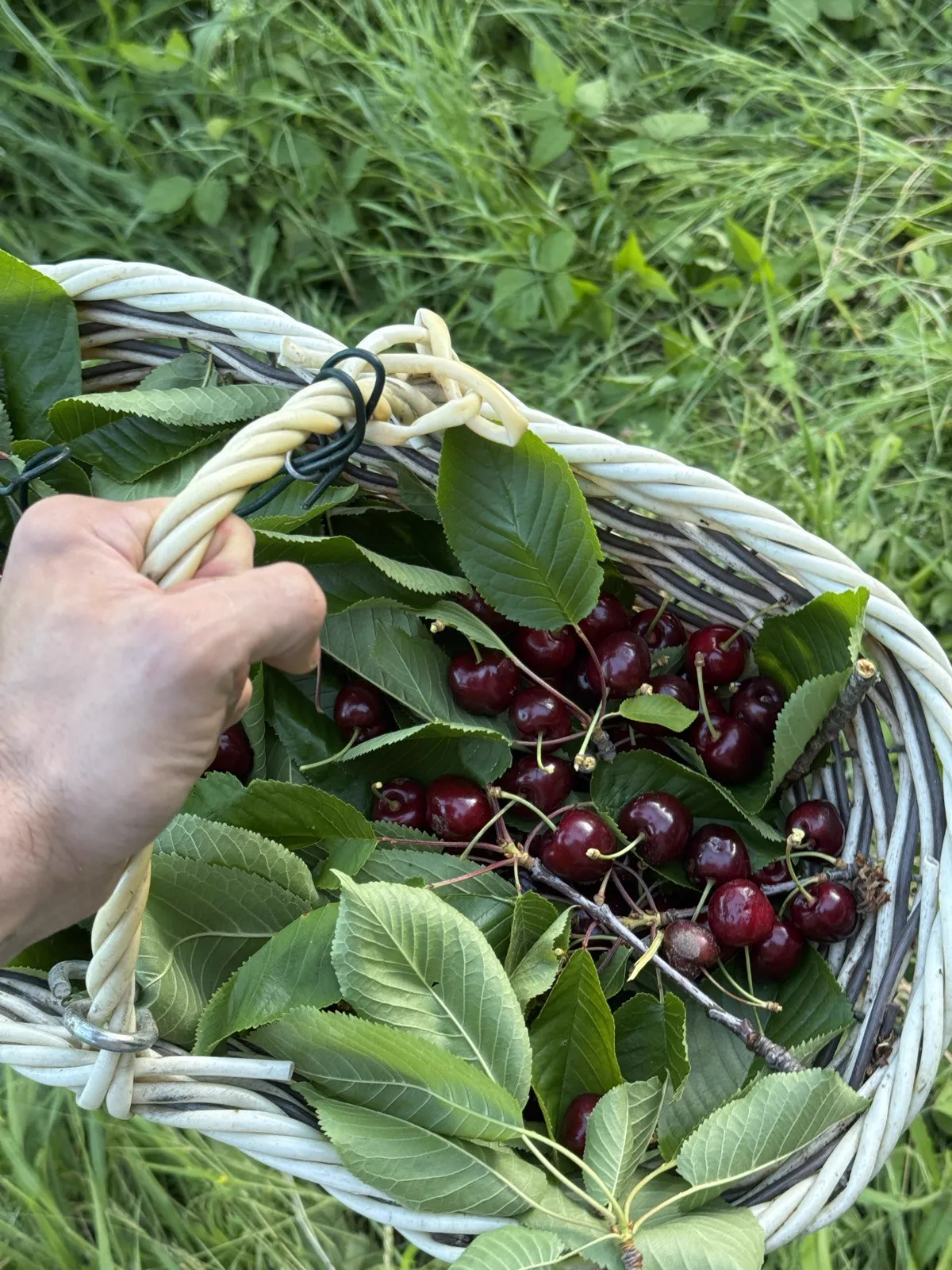 A basket of cherries held in one hand