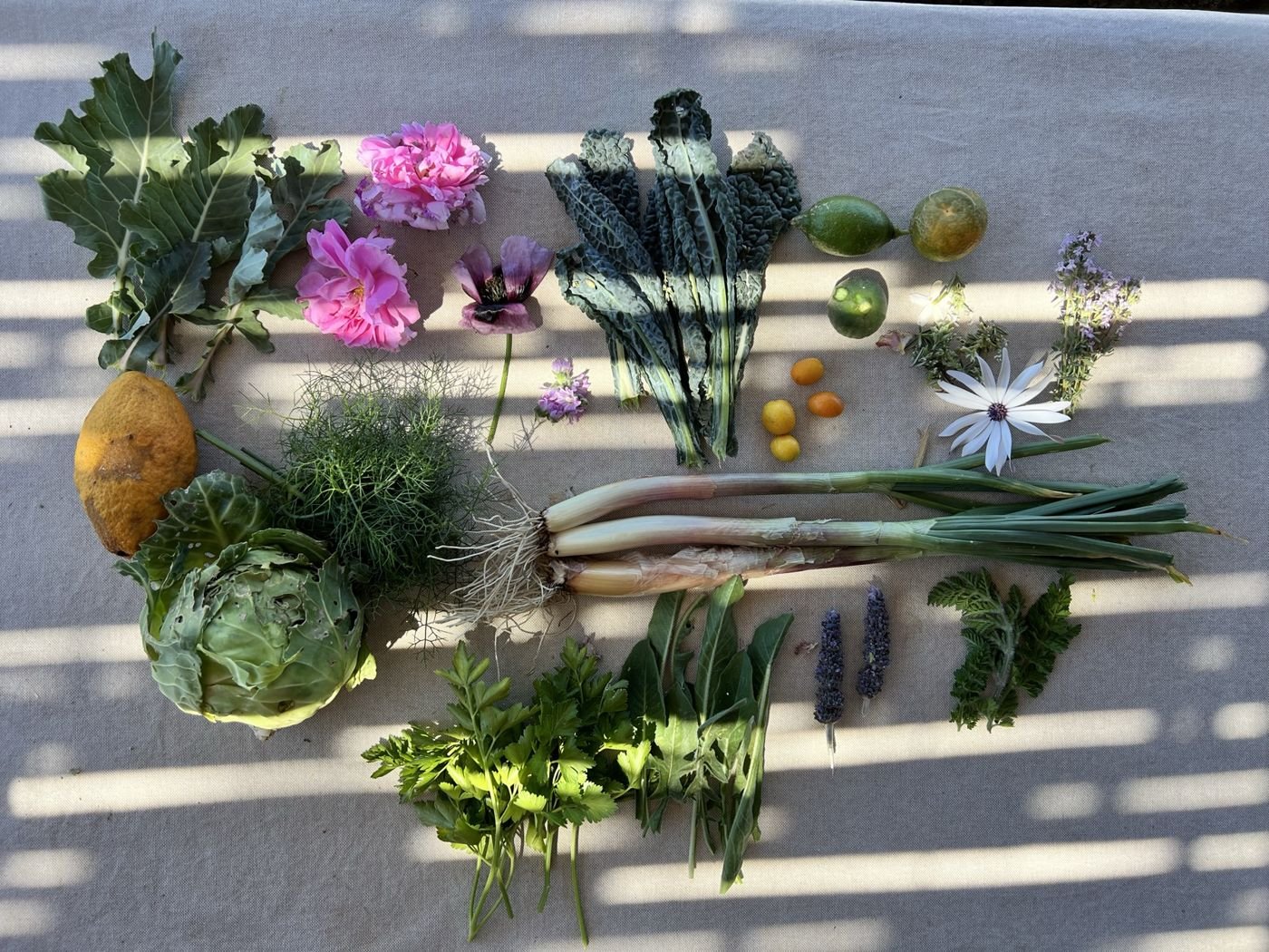 The morning's harvest laid out on canvas