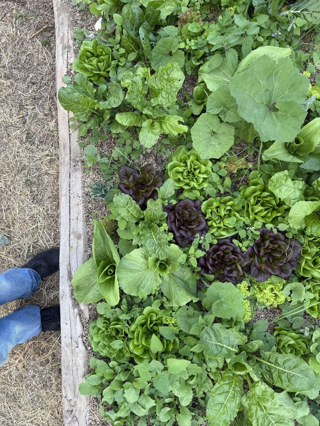 A bed of lettuces from above, boots at the edge